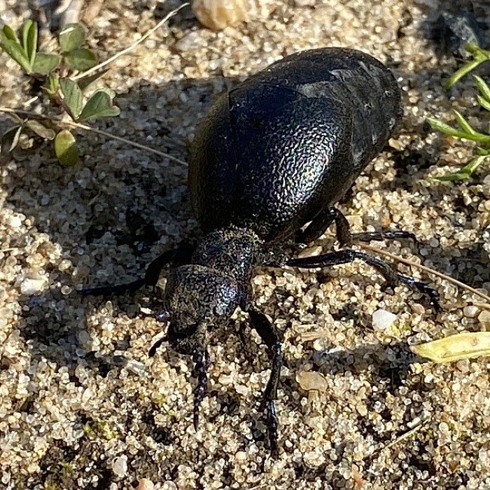 Merkwürdiger Besuch. Wikipedia hält es für einen schwarzblauen Ölkäfer.