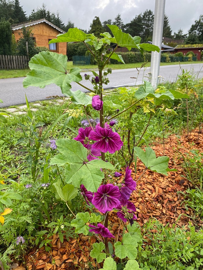 Eine Malve dominiert meine Rosenhecke.