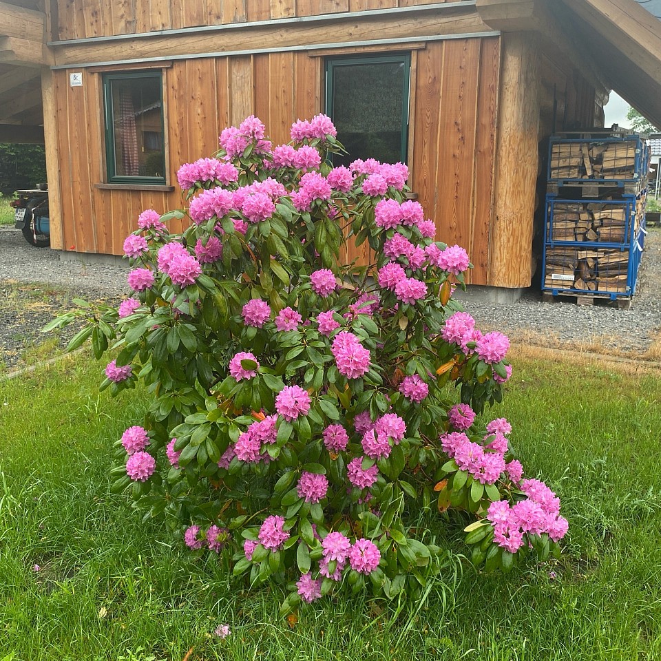 Blümchen vor dem Haus.