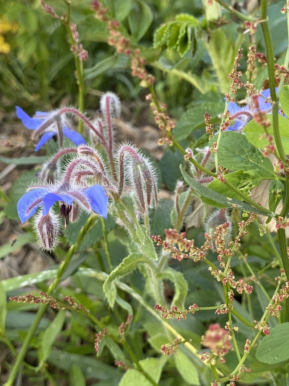 Habe ich heute im Garten entdeckt. ChatGPT: Die Pflanze auf dem Bild ist Borretsch (Borago officinalis). Sie ist an ihren auffälligen, sternförmigen, blauen Blüten und den behaarten Stängeln und Blättern zu erkennen. Borretsch wird oft in Gärten als Zier- und Nutzpflanze angebaut, da die Blüten essbar sind und gerne als Dekoration in Salaten verwendet werden.