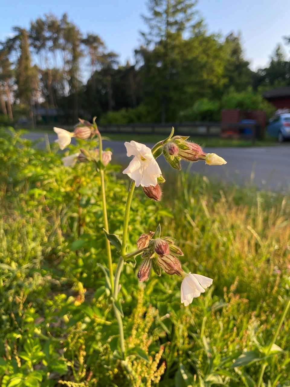 ChatGPT: Die Pflanze auf dem Bild ist eine Weiße Lichtnelke (Silene latifolia). Sie ist an ihren weißen, glockenförmigen Blüten und den leicht behaarten, klebrigen Stängeln zu erkennen. Die Weiße Lichtnelke ist eine weit verbreitete Pflanze in Europa und wächst oft an Wegrändern, auf Wiesen und in offenen Wäldern.