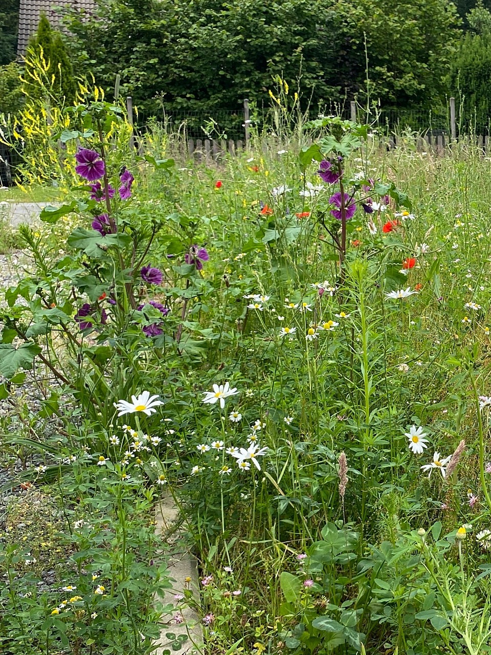 Blümchen vor dem Haus.