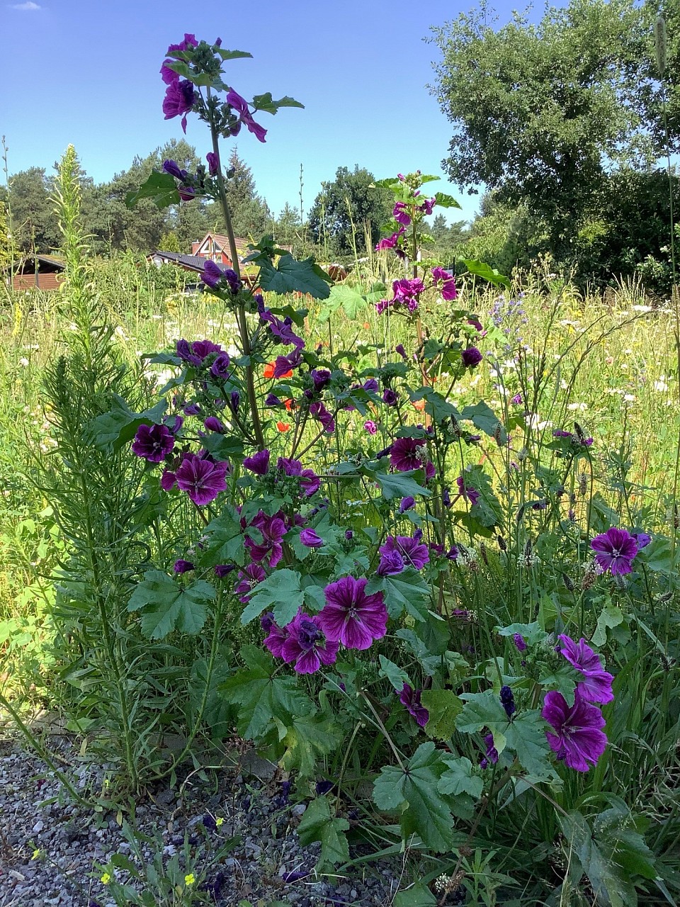 Violette Malve. Die Blümchen haben sich einfach so bei mir heimisch gemacht.